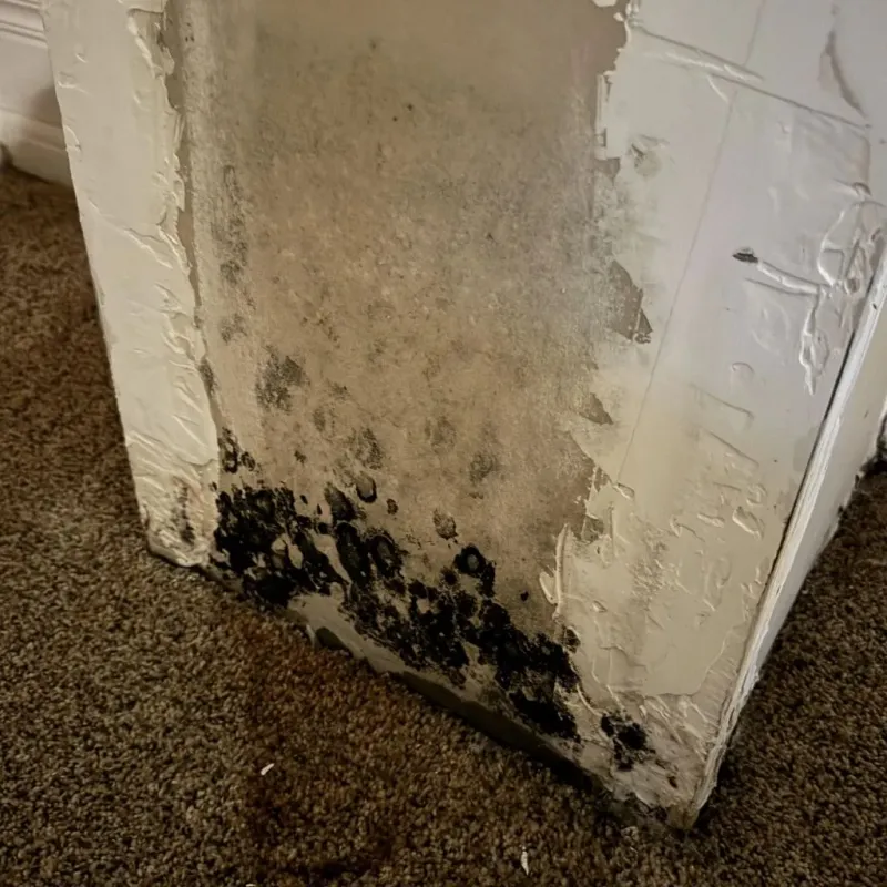 Professional Mold Removal in Arkansas City, AR